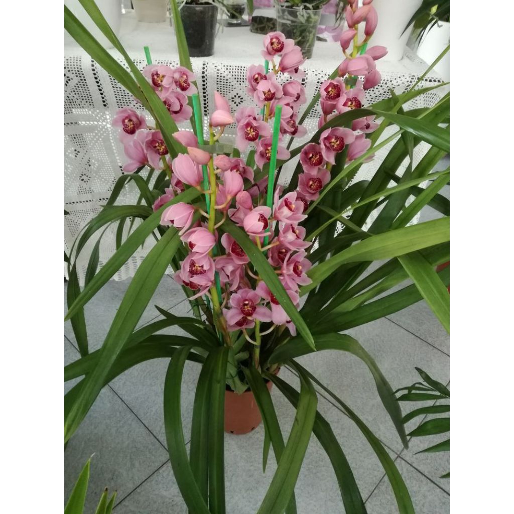 Tanaman anggrek tanah jenis Cymbidium Mikivieta.