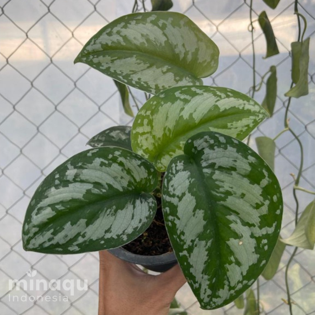 Tanaman Hias - Scindapsus Exotica