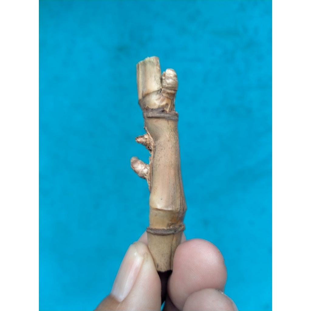 BAMBU UNIK PETUK JALU OKE (6 CM) APUS ISTIMEWA