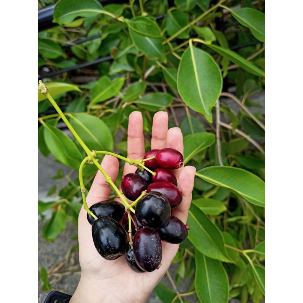 Tanaman buah duwet (Syzygium cumini).