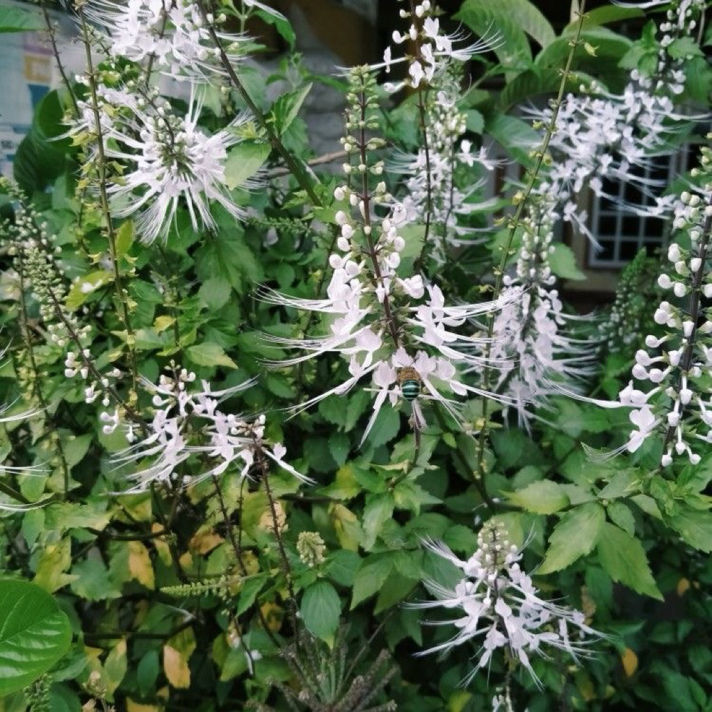 bibit kumis kucing tanaman kumis kucing, kumis kucing herbal