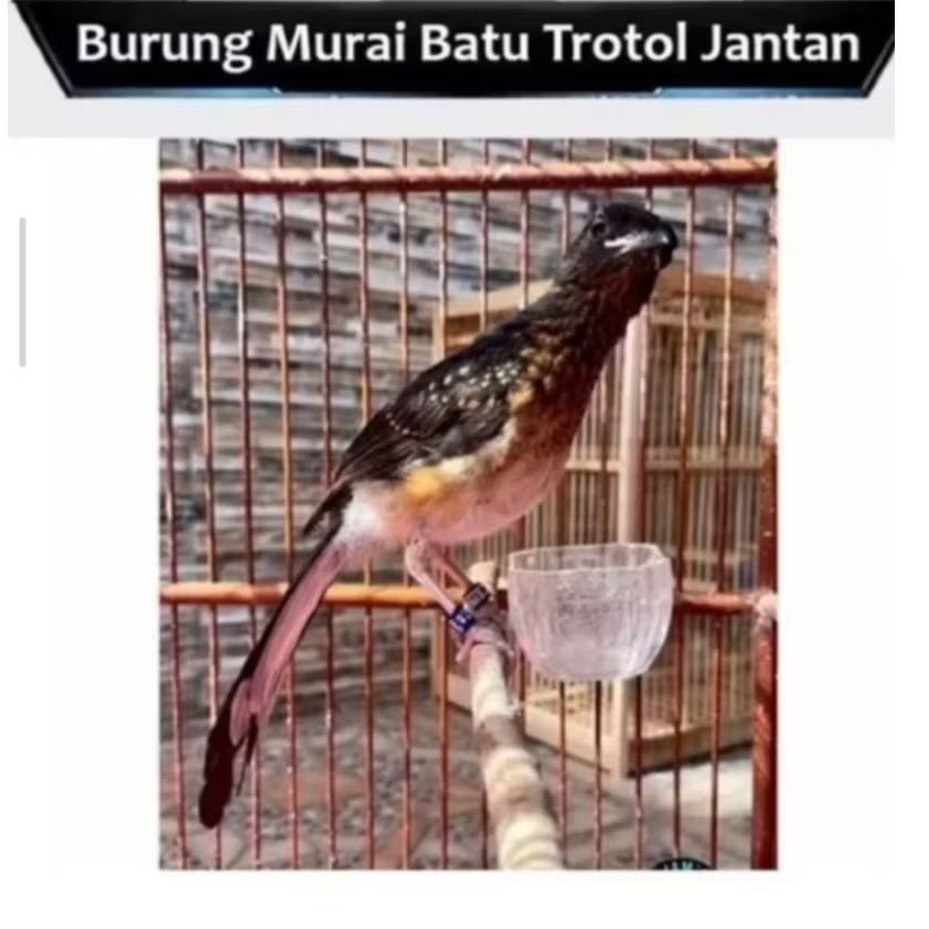 BURUNG MURAI ANAK/TROTOL BERKUALITAS