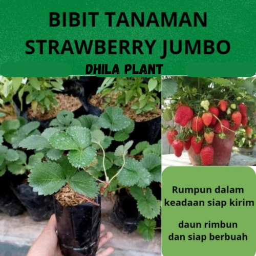Tanaman Bibit Strawberry Jumbo Siap Berbuah / Bibit Strawberry Jumbo Siap Tanam