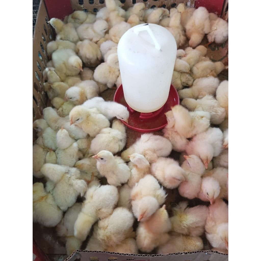 ayam negeri - ayam jantan polos - ayam negeri jantan doc jantan