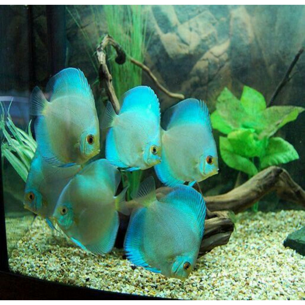 Discus blue diamond hiasan aquarium