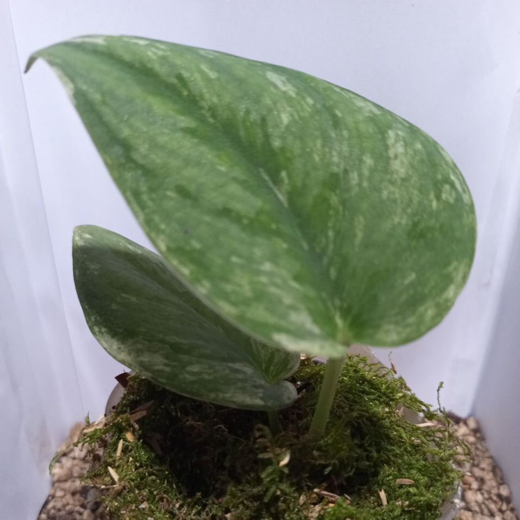 Scindapsus Silver knight Marble