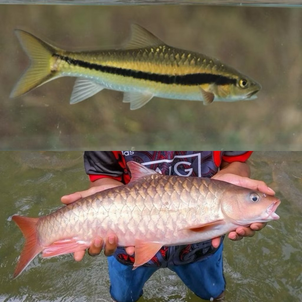 (stiker) Neo benasi 9-12 + kelah merah 6-8