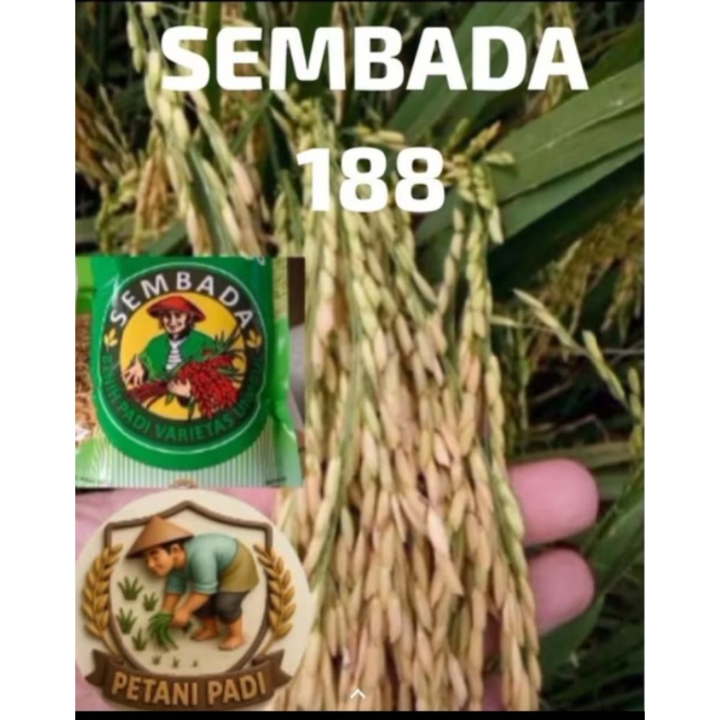 BENIH PADI SEMBADA 188 KEMASAN 2KG
