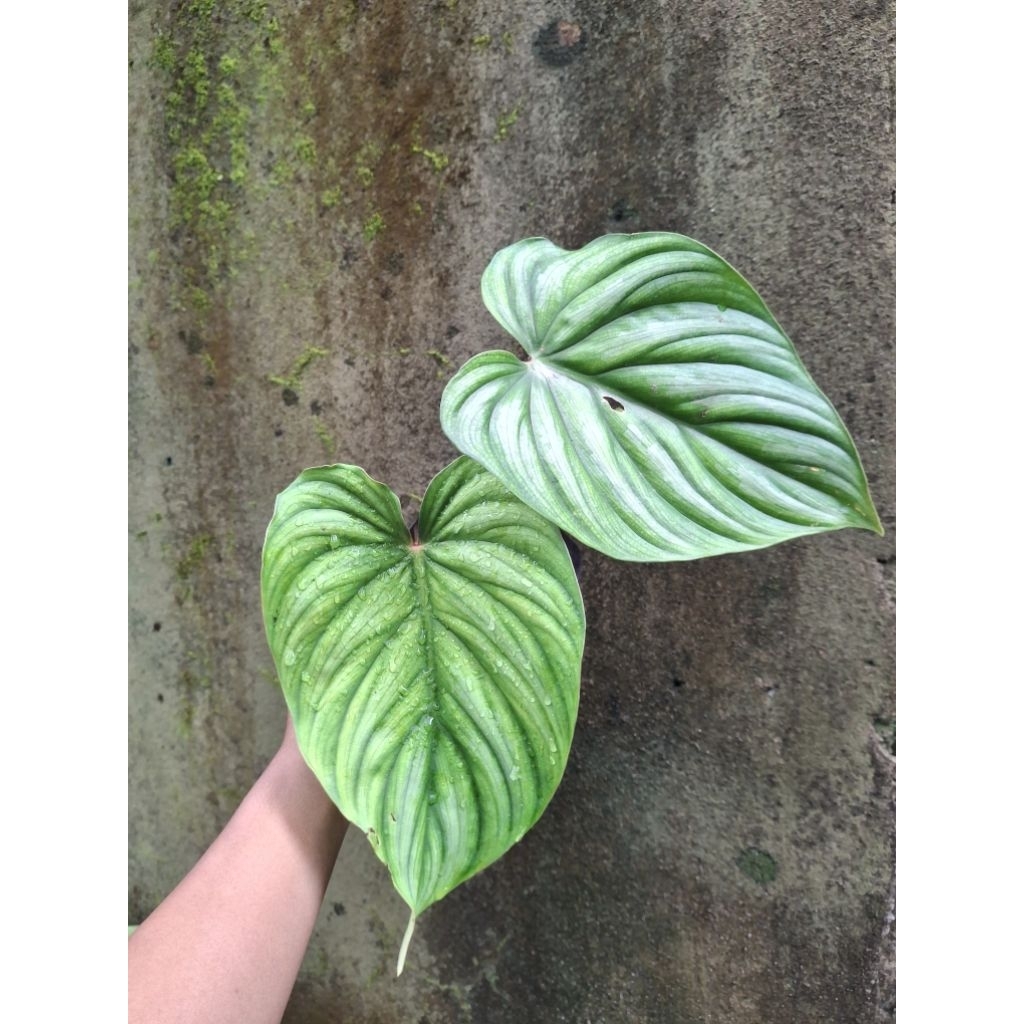 Philodendron Plowmanii
