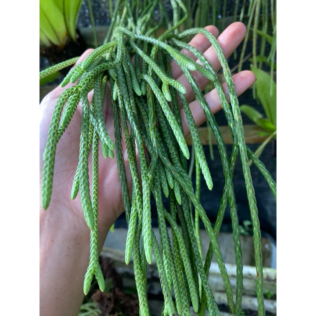 Huperzia Carinata Kumpai Ekor Tikus Panjang Dan Rimbun