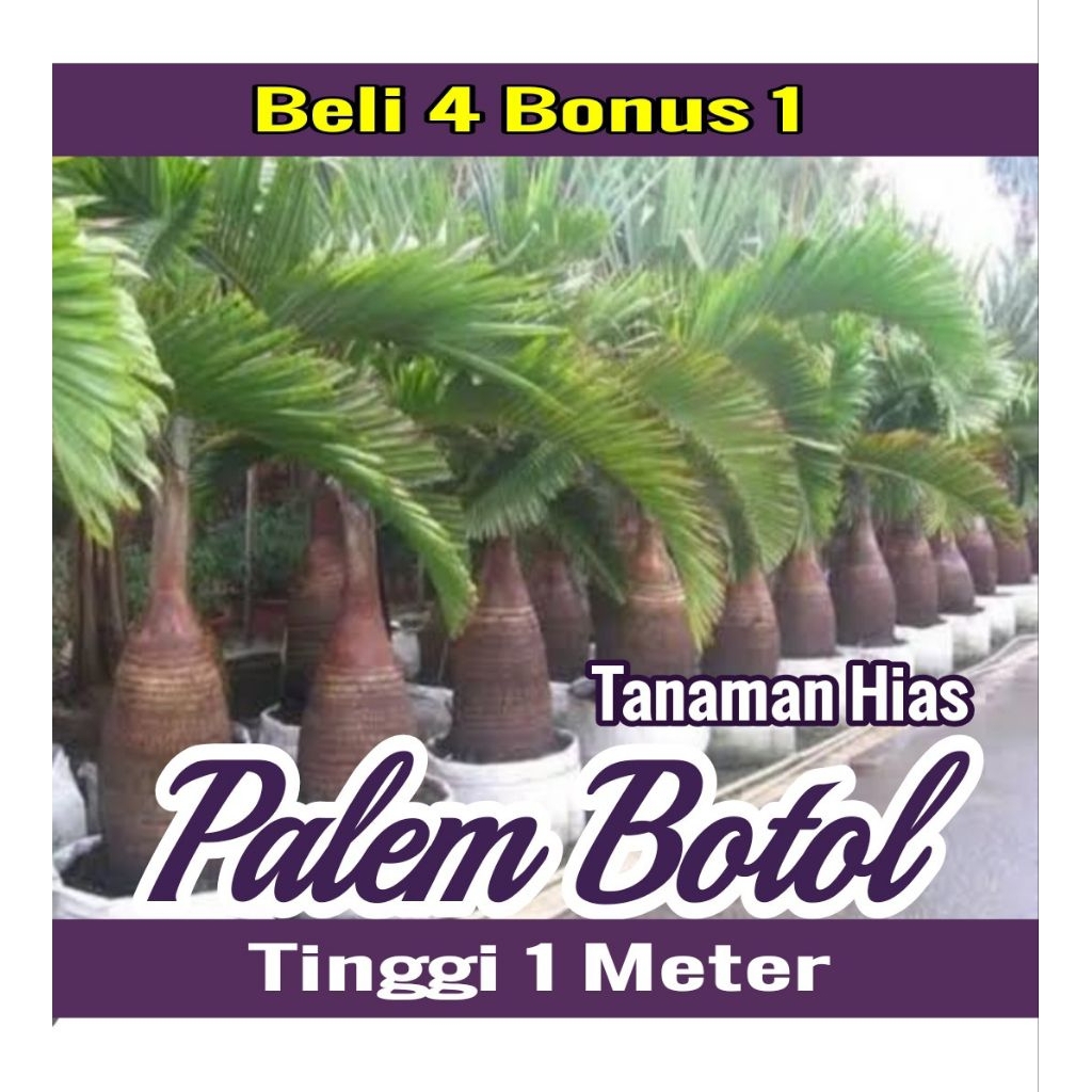 Tanaman Hias PALEM BOTOL Tinggi 1 Meter