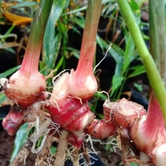 bibit jahe merah/bibit jahe rimpang segar bagus per 5 pcs