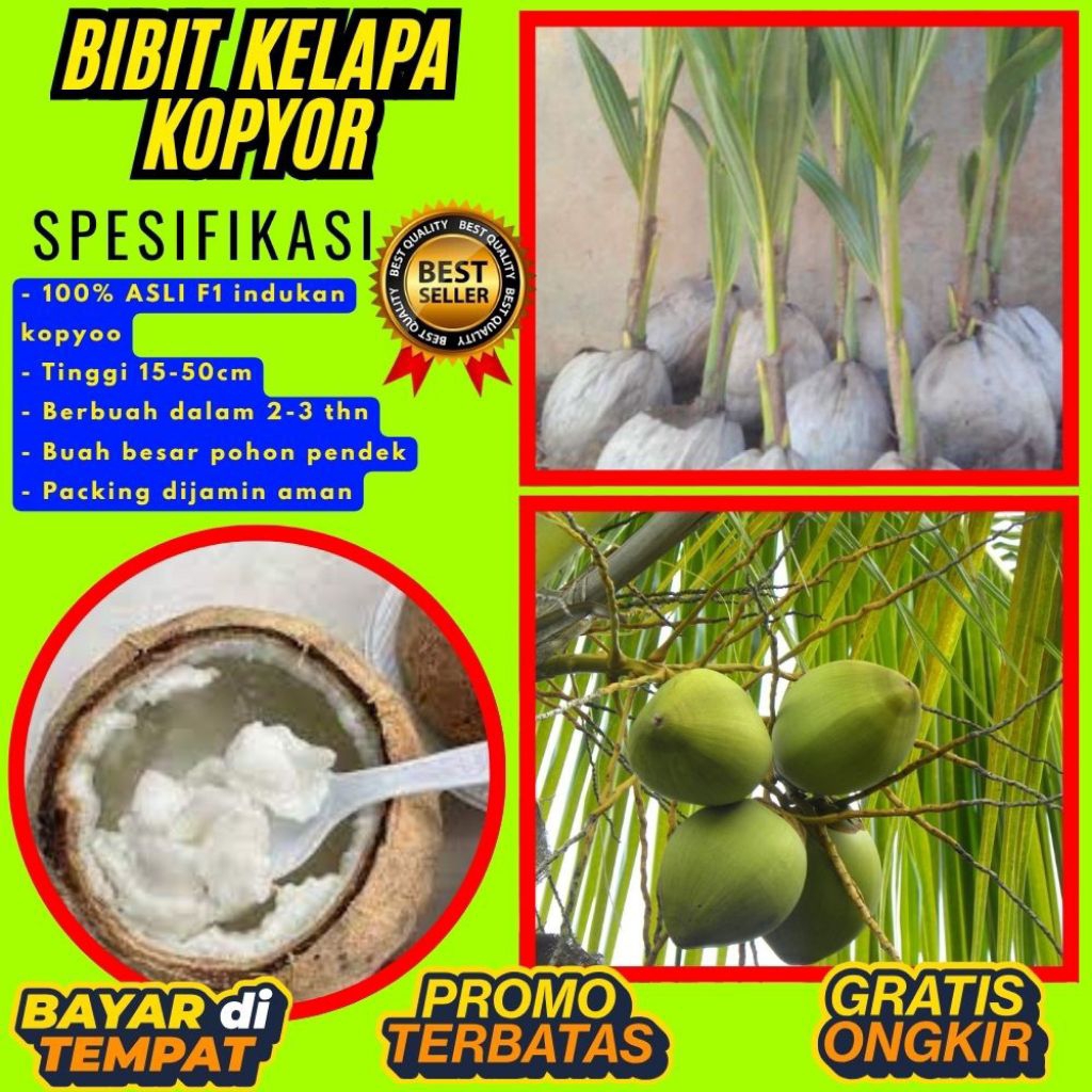 PROMO  Bibit Kelapa Kopyor, Bibit Kelapa Kopyor Asli, Bibit Kelapa Kopyor Bersertifikat