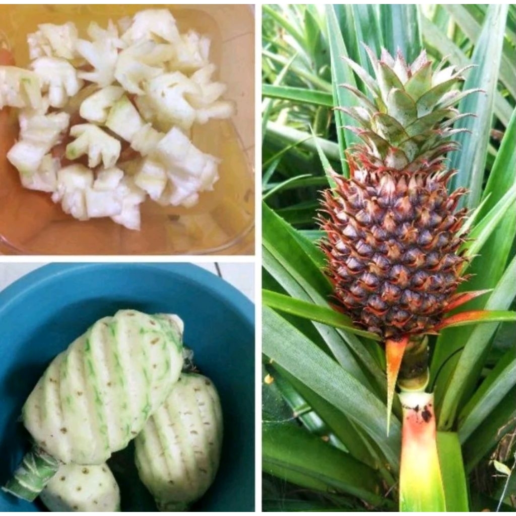 Nanas muda serbaguna nanas hutan alami
