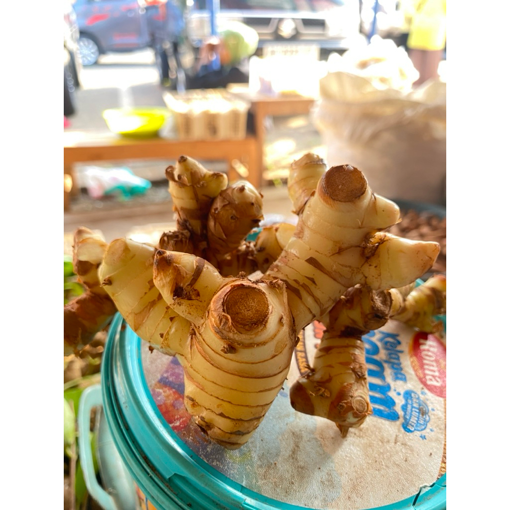 Bumbu dapur // Lengkuas / laos berkualitas