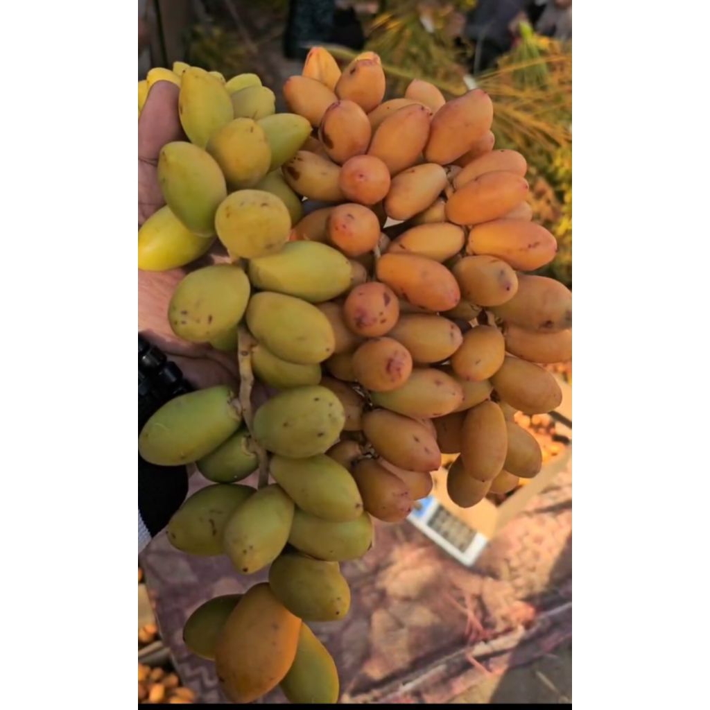 (BACA DESKRIPSI) PO 22 November KURMA MUDA IMAROTI kuning mix merah 1kg free Tespek | promil medan