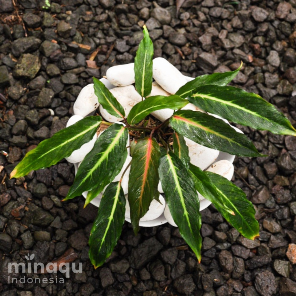 Tanaman Hias - Homalomena Red sp. Papua