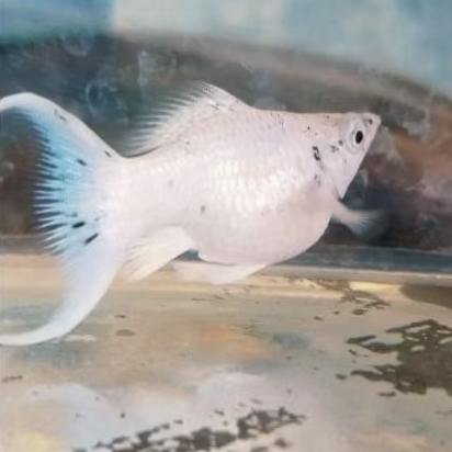 paket live molly platinum balon jumbo 1 pair kualitas jos gandos uhuy