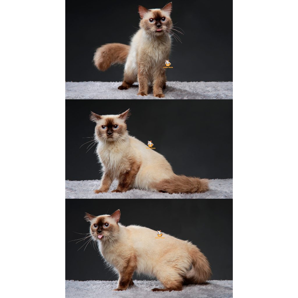 Vanguard – Kucing Himalaya 2 Tahun Jantan (Steril)