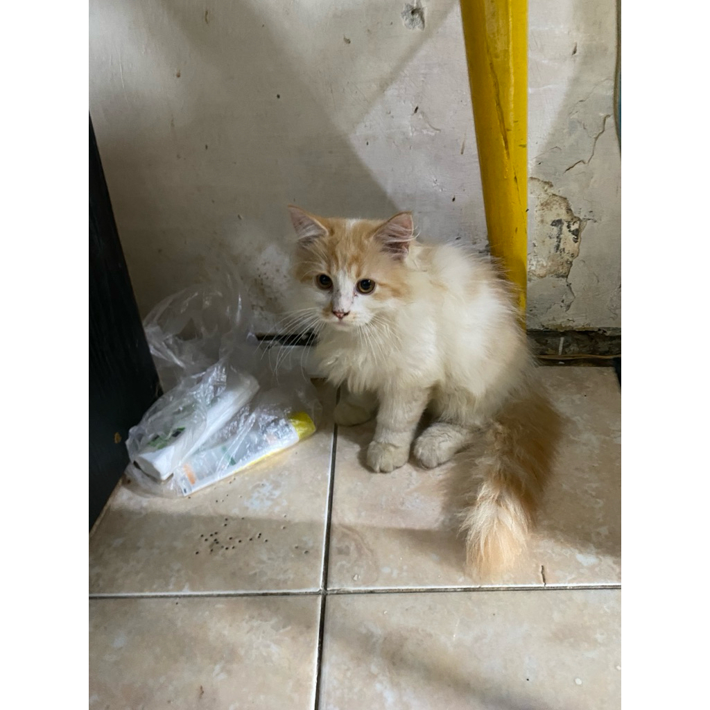 kucing Persia kitten