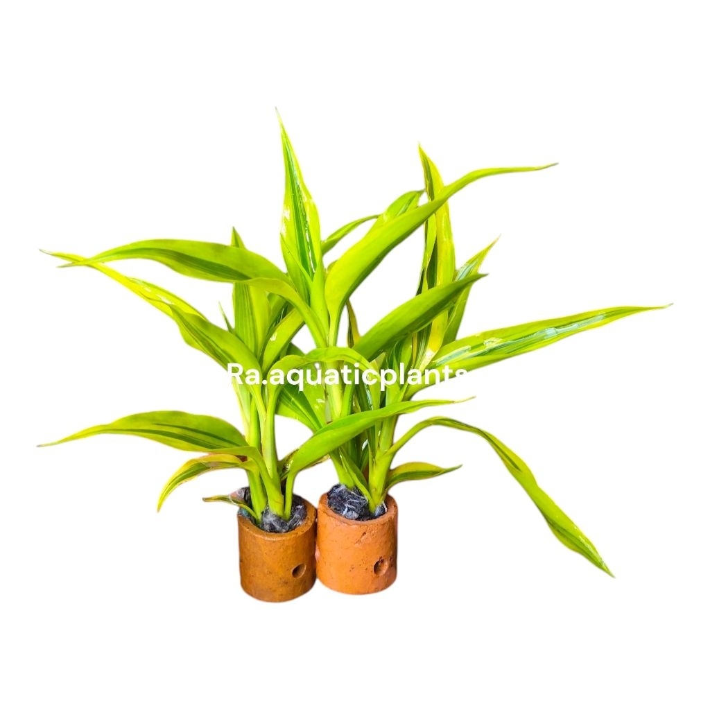 Sri rejeki / Bambu hoki hiasan aquarium - tanaman aquascape