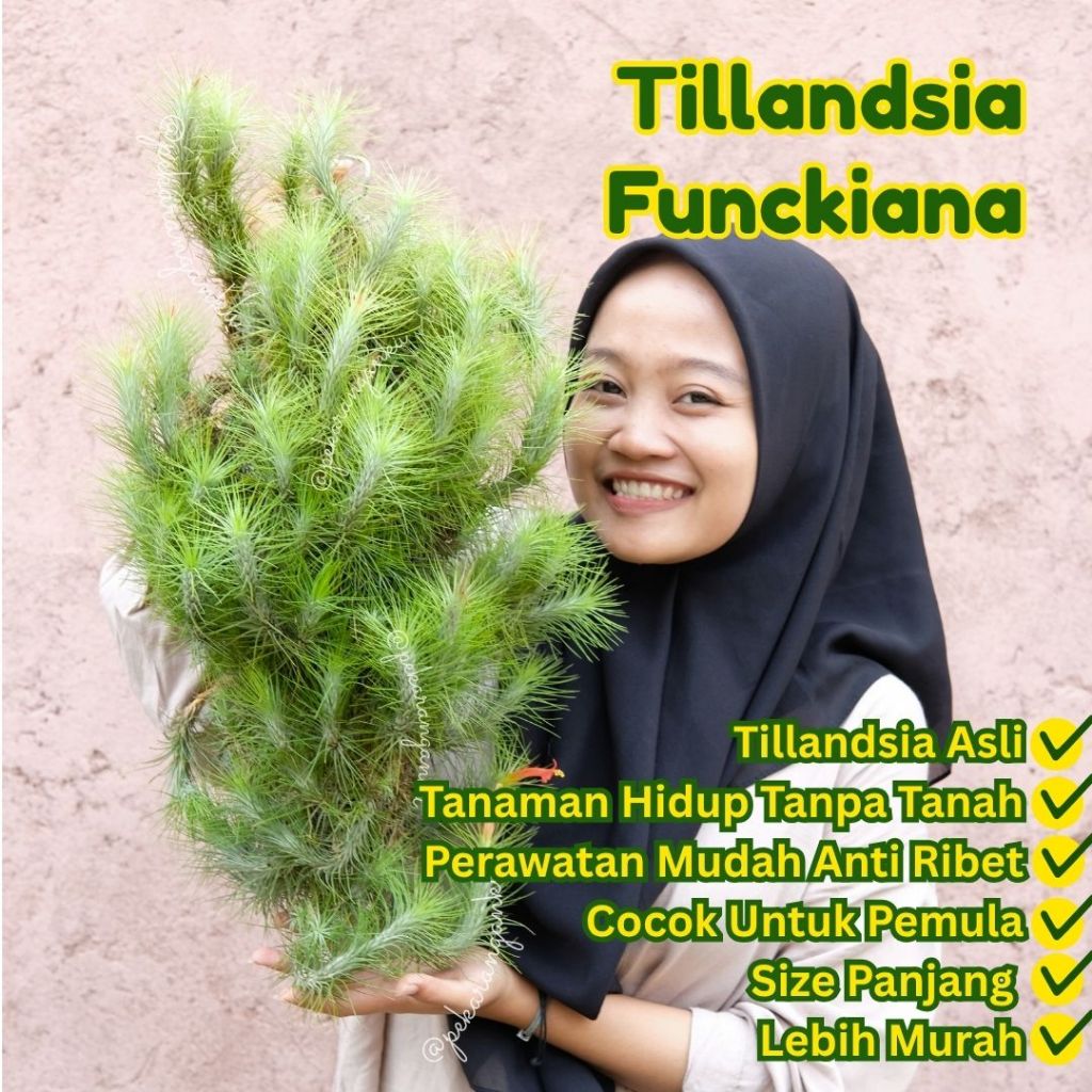 Tanaman Tillandsia Funckiana/ Tanaman Udara/ Funckiana