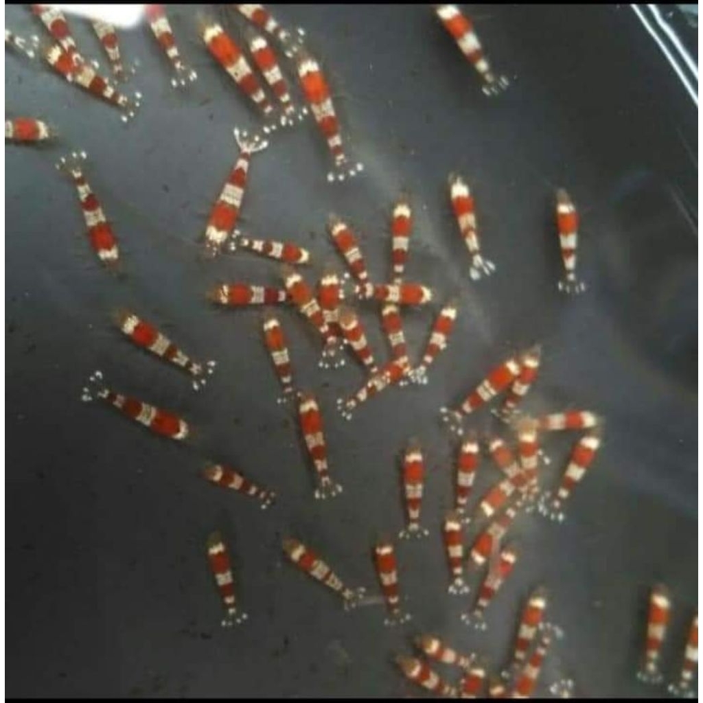 hiasan aquarium udang sintetis red bee aquascape