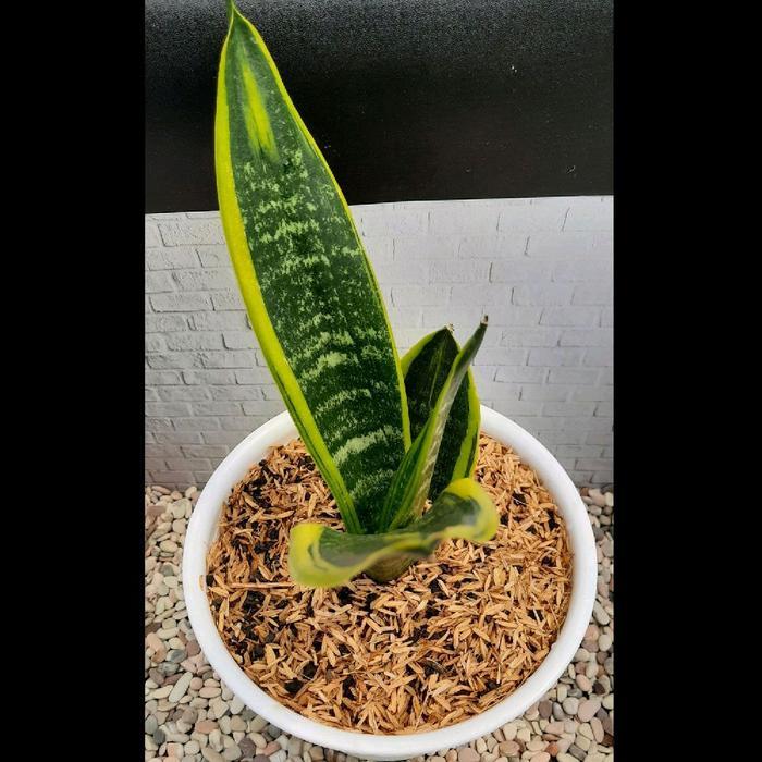 Gardening Mikha Tanaman Pembersih Udara - Tanaman Indoor - Sansevieria Golden Flame - Lidah Mertua