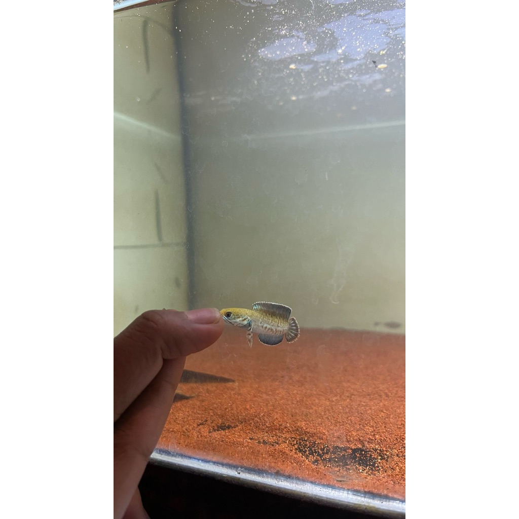 Parfum Channa Andrao Unik