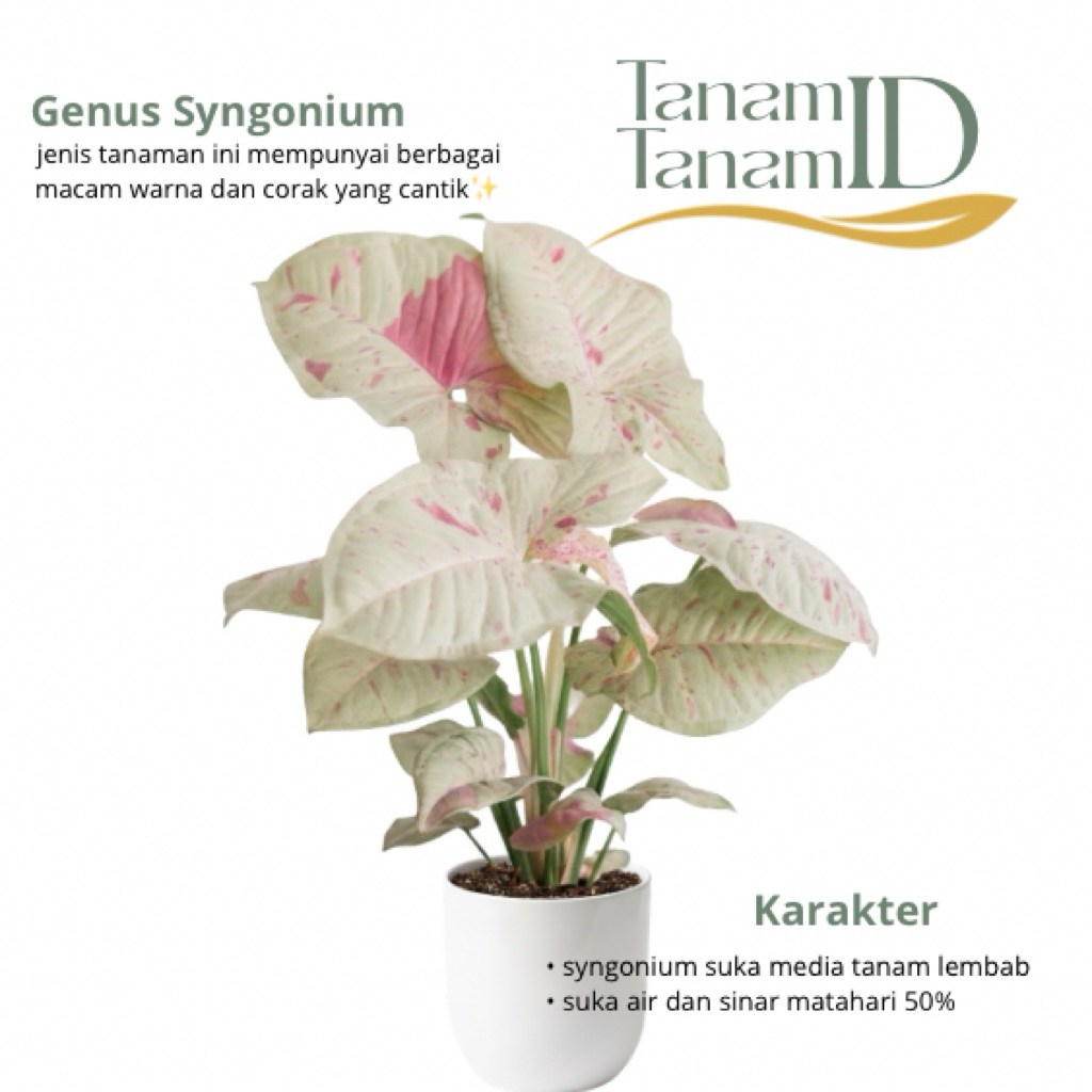 syngonium milk confetti