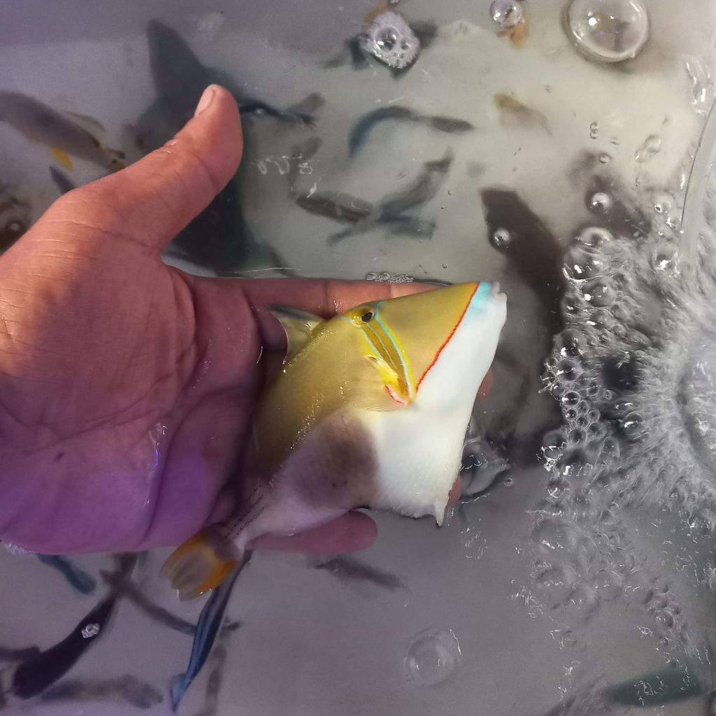 ikan hias air laut triger motor