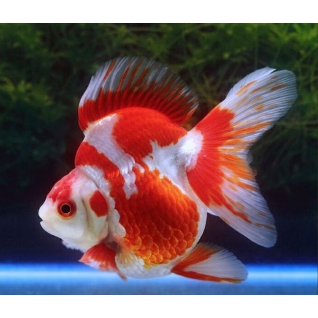 Minyak Ikan Ryukin Red White Punuk Unta Berkualitas Size (M)