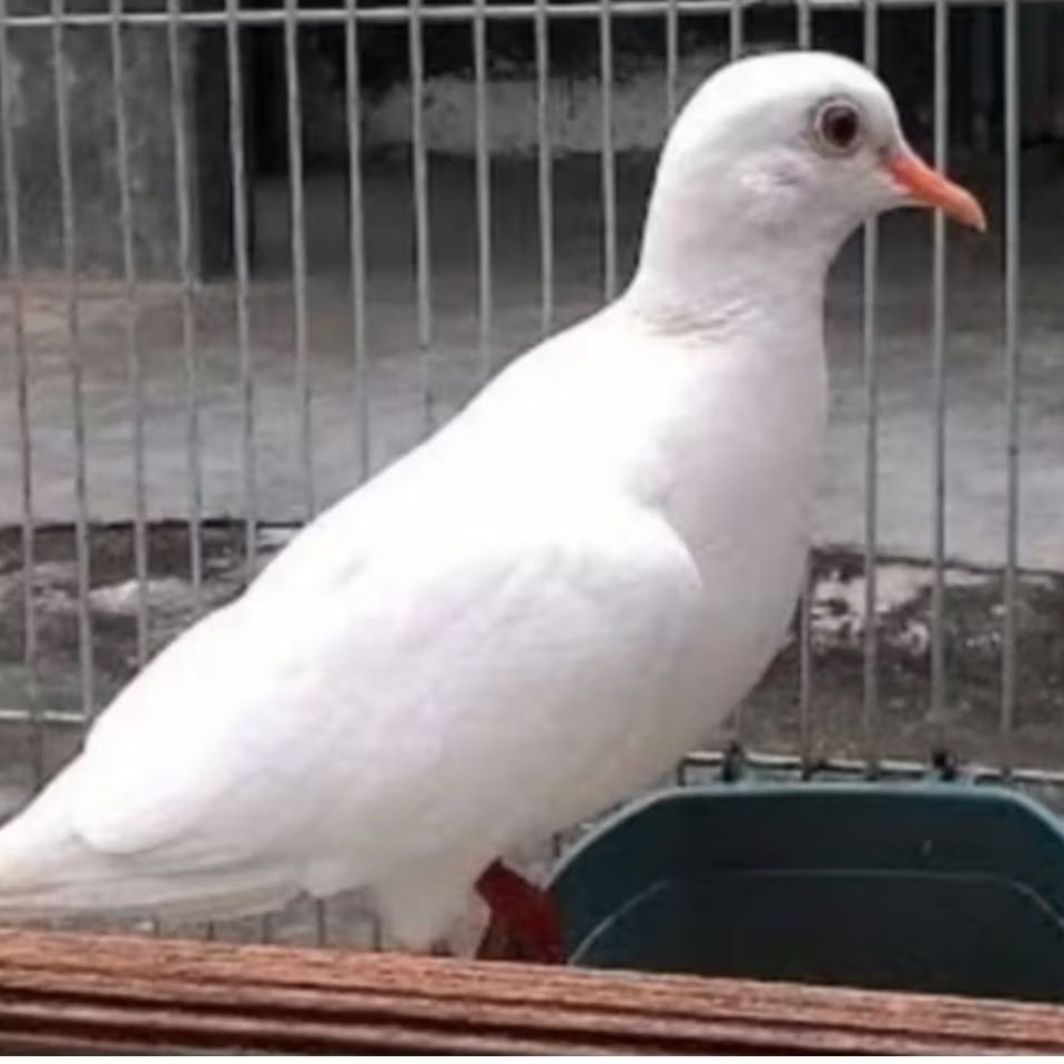 BURUNG PUTER PUTIH BAGUS