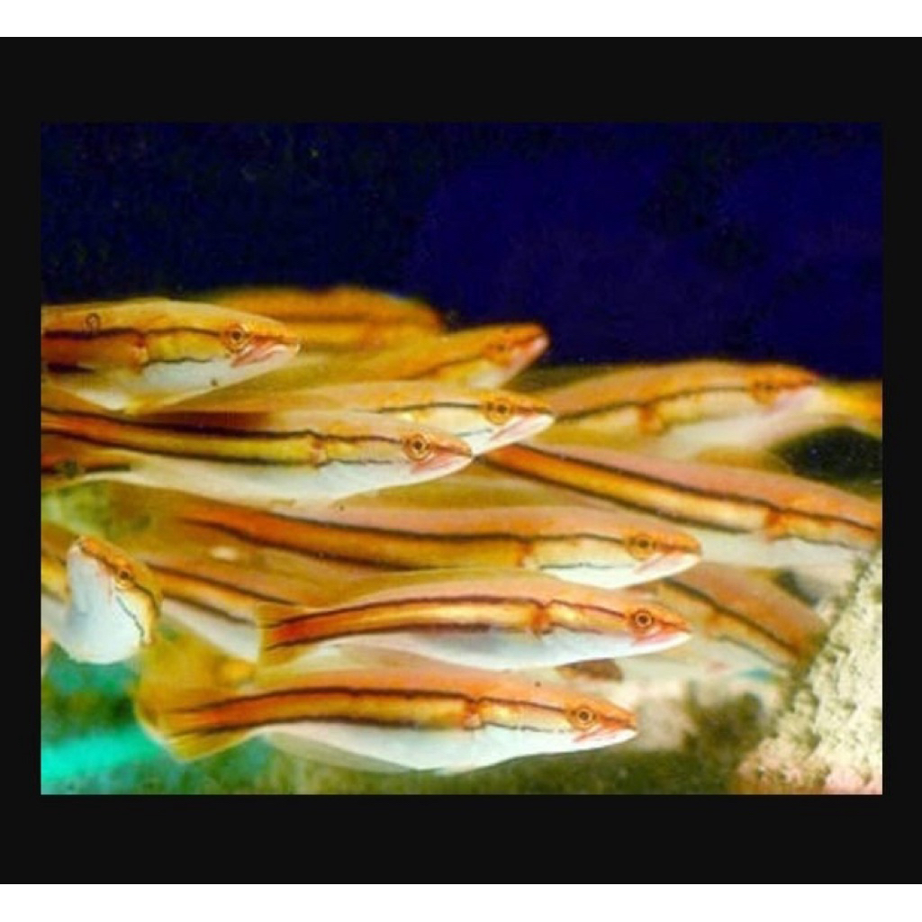 Hiasan Akuarium Gabus Toman All Varian