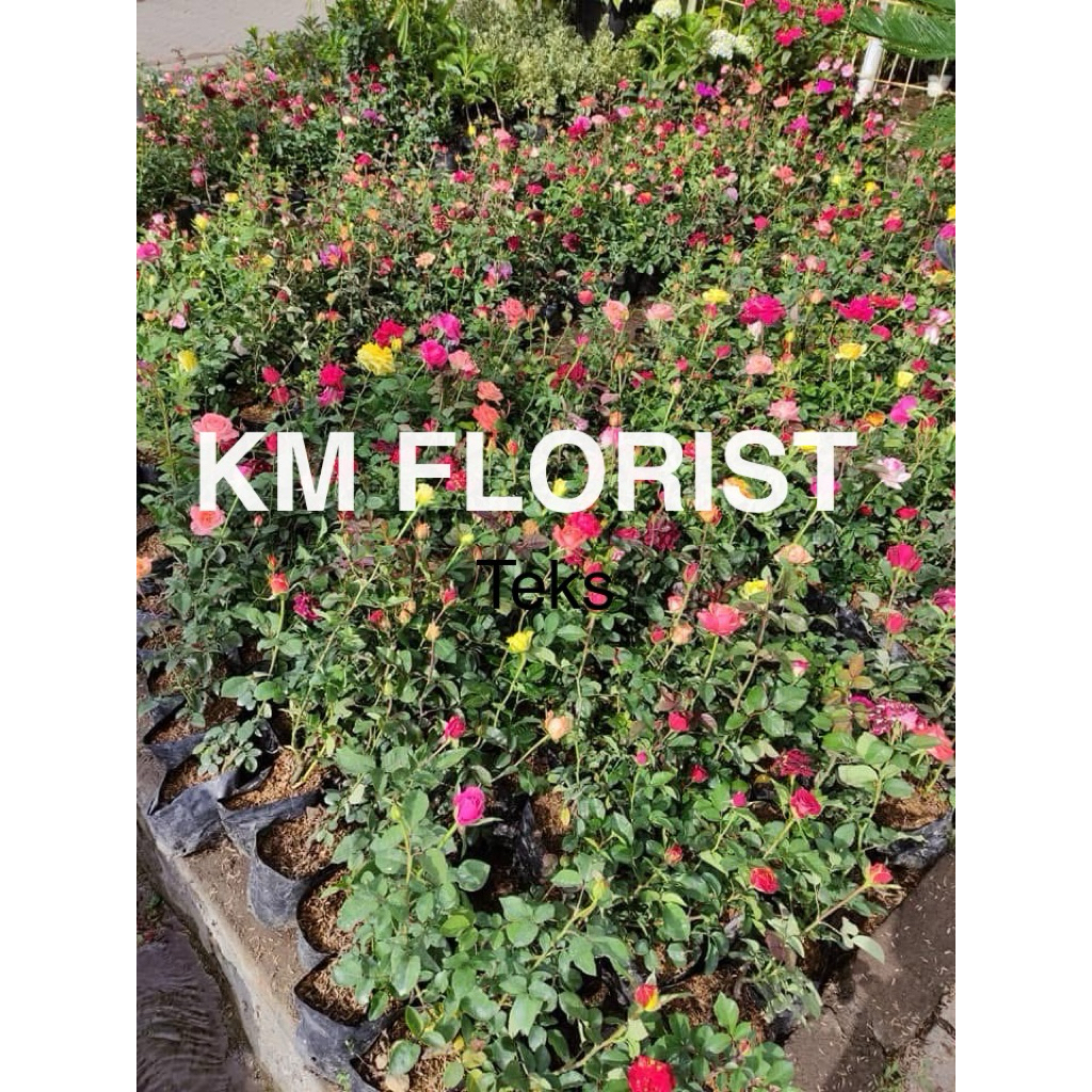 mawar import segar mawar wangi hidup tanaman mawar import wangi