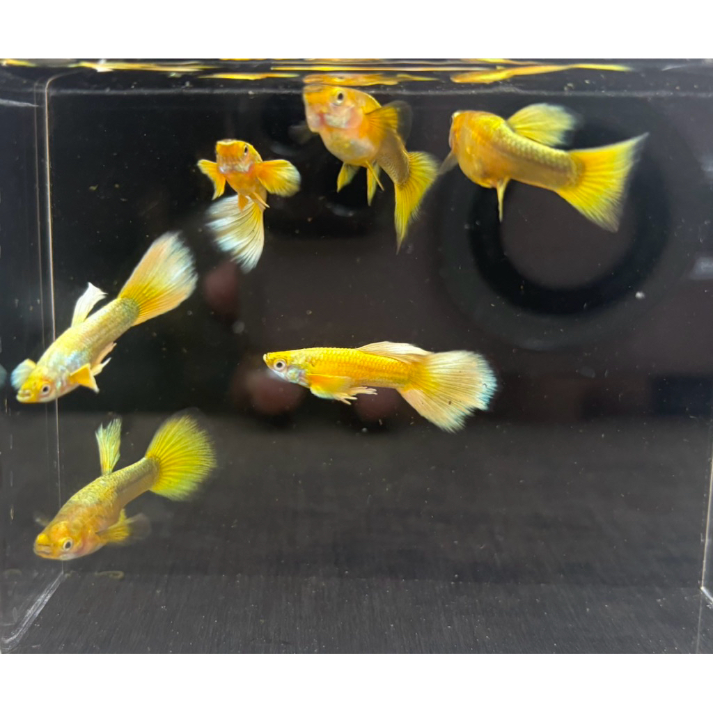 Guppy Full Gold Ribbon Line Vietnam (sepasang)