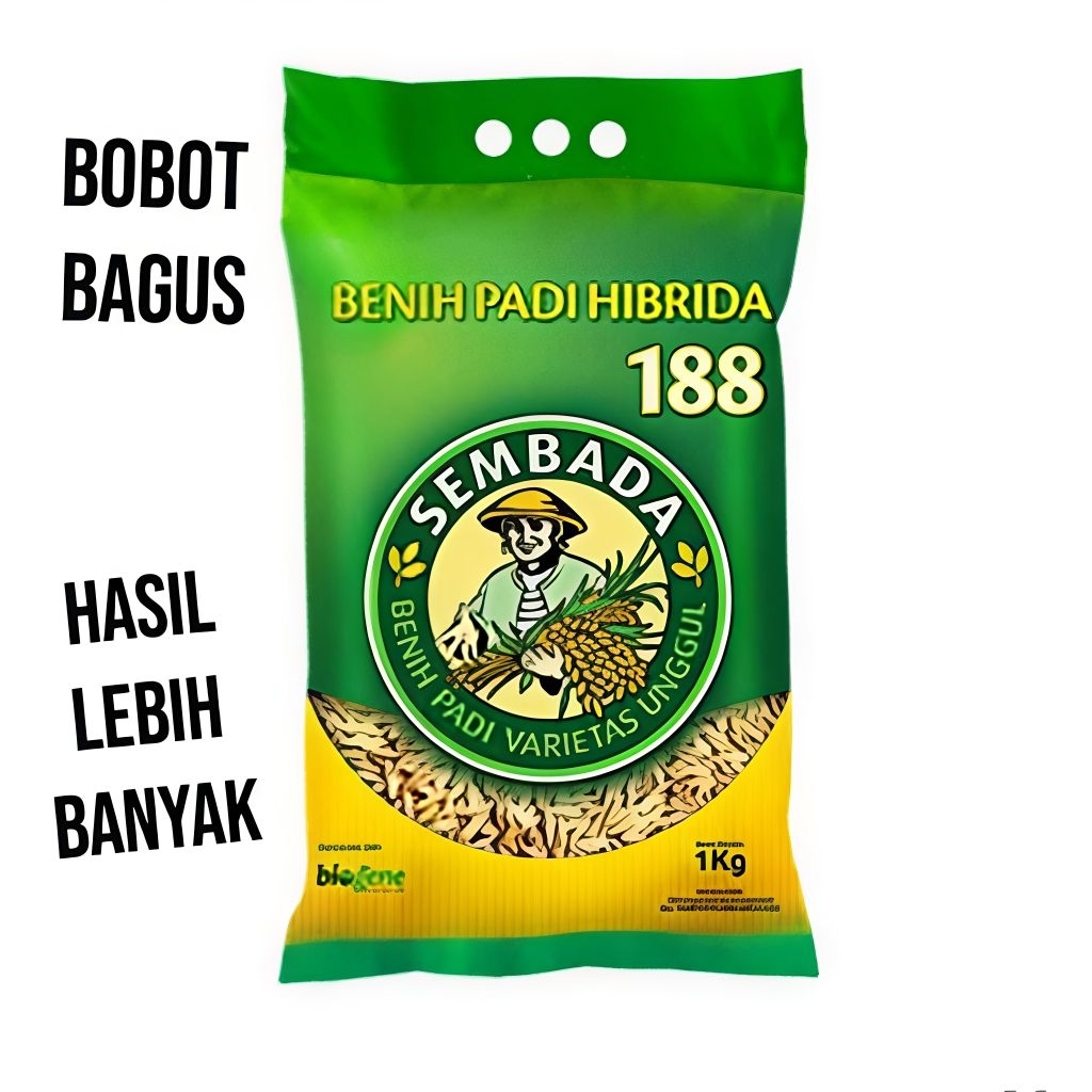 BENIH PADI HIBRIDA SEMBADA 188 KUALITAS TERBAIK 1KG