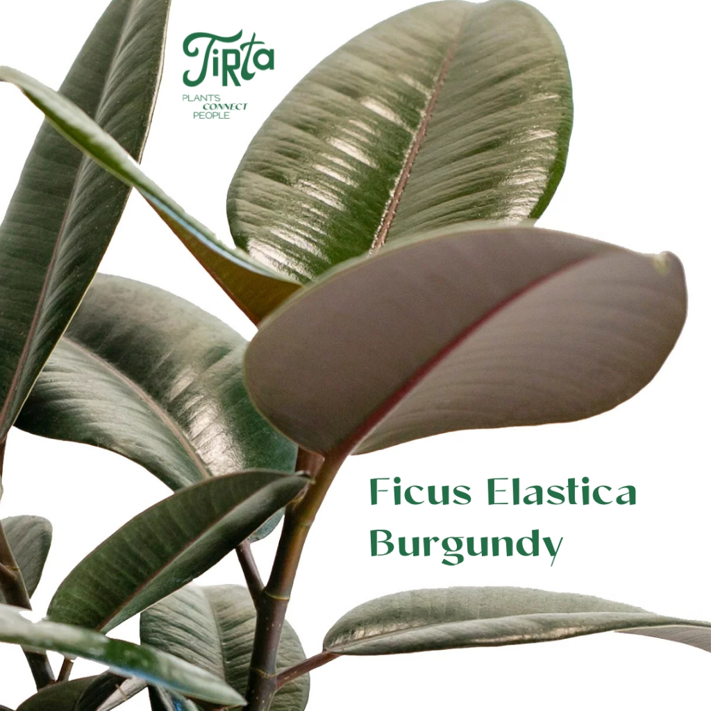 Tirta Ficus Elastica Burgundy - Tanaman Hias Karet Kebo dengan Daun Hijau Gelap & Semburat Merah