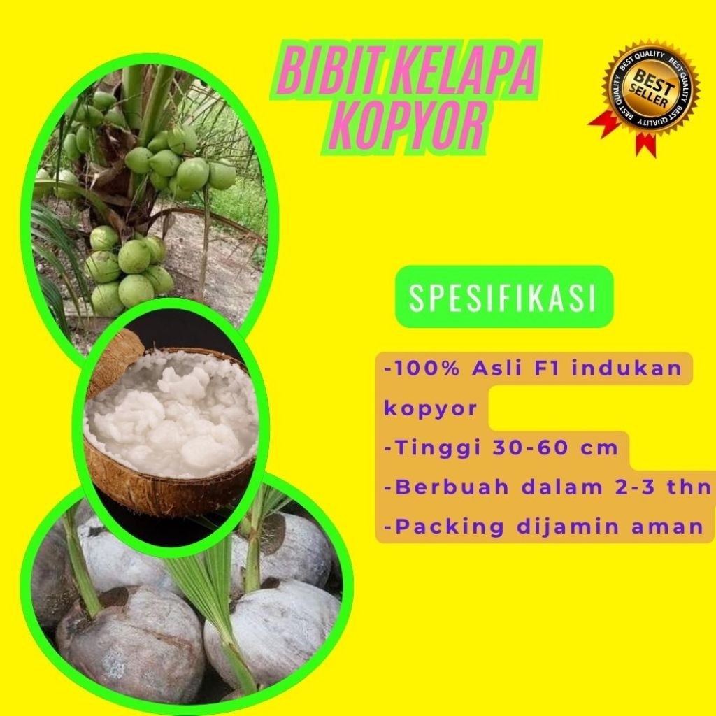 KUALITAS UNGGULAN  Bibit Kelapa Kopyor Madu, Bibit Kelapa Kopyor Super, Bibit Kelapa Kopyor Terdekat