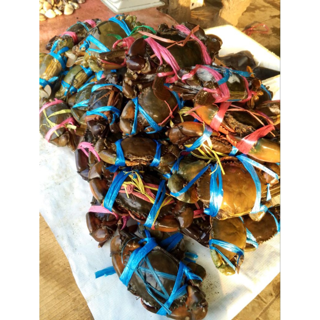 kepiting bakau Frozen 1kg