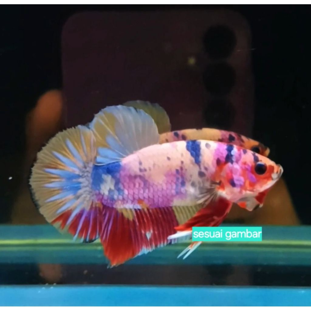 cupang candy gold multi