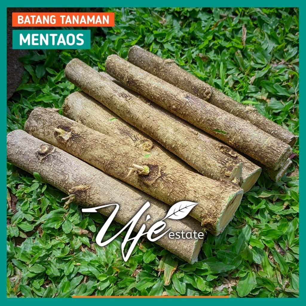 BATANG TANAMAN POHON MENTAOS PANJANG 20 CM/BATANG STEK OKULASI TANAMAN POHON MENTAOS BINTAOS JALITRI