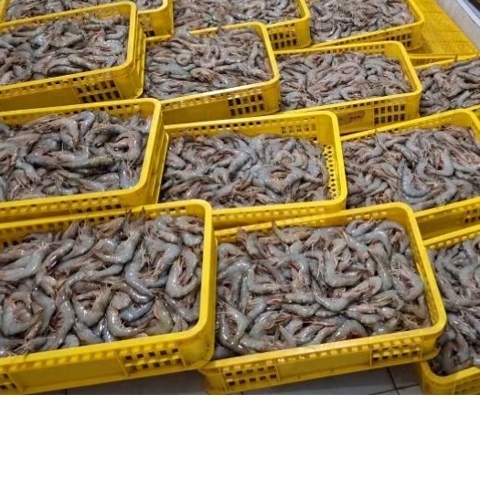 Udang segar beku Jerbung / Udang Laut / Udang Peci 1kg