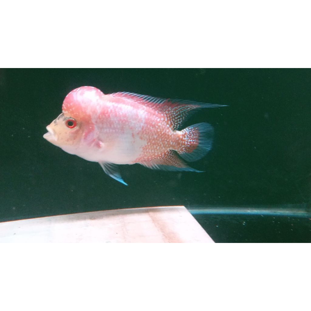 IKAN LOUHAN GOLDEN BASE