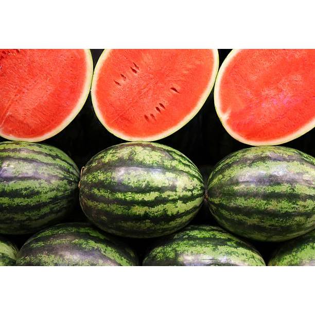 SUBUR BIBIT SEMANGKA TANPA BIJI MERAH