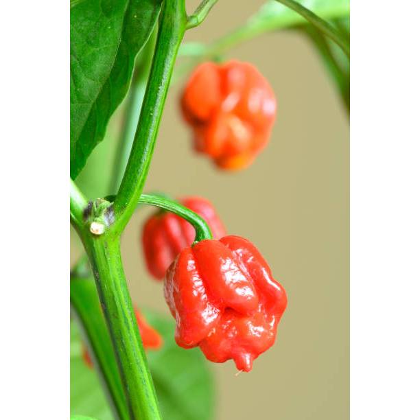 SUBUR BIBIT CAROLINA REAPER