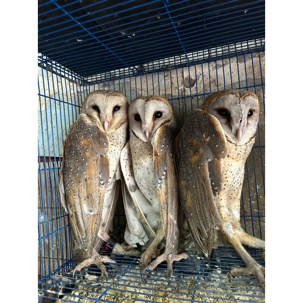Mainan tyto alba - owl - tyto alba - burung hantu