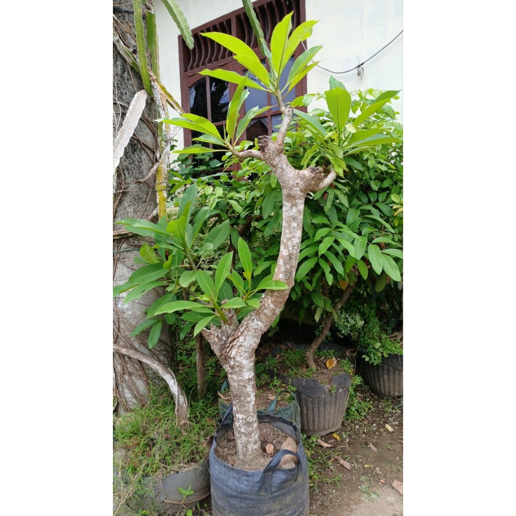 kamboja bali bunga kuning