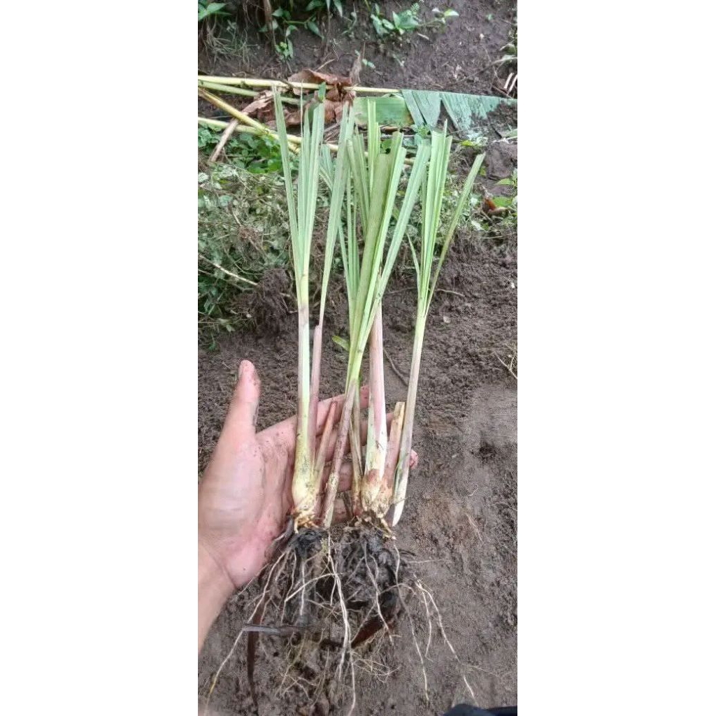 bibit serai dapur sudah berakar ,  siap tanam