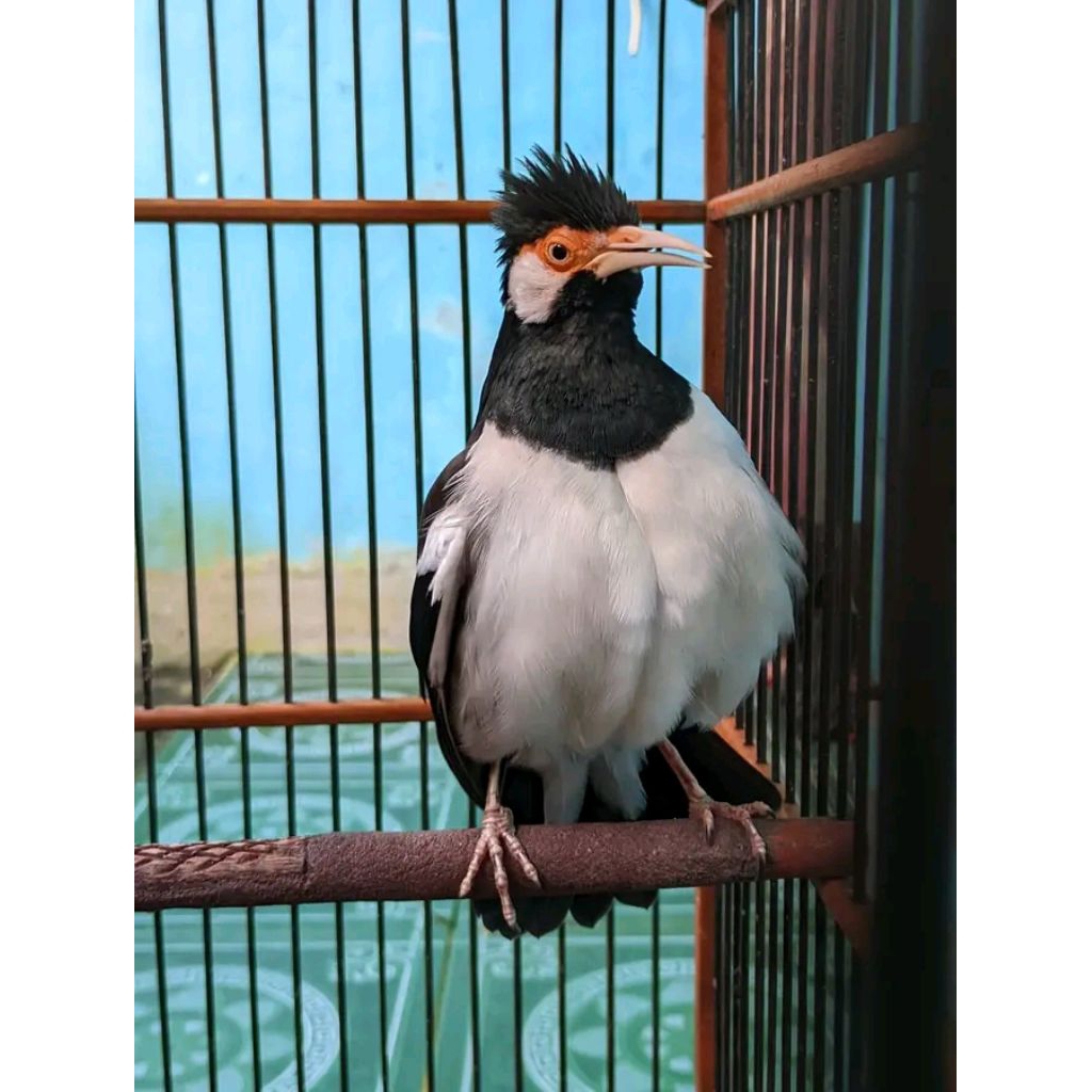 jalak suren Jawa gacoran  ngunci panjang2